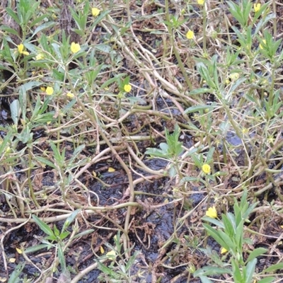 Ludwigia peploides subsp. montevidensis