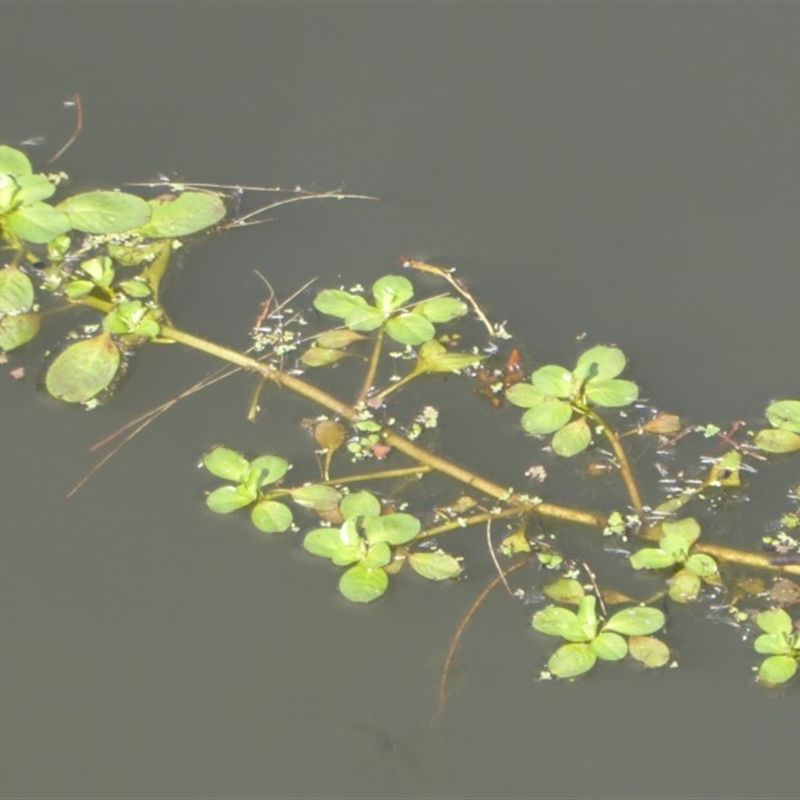 Ludwigia sp.