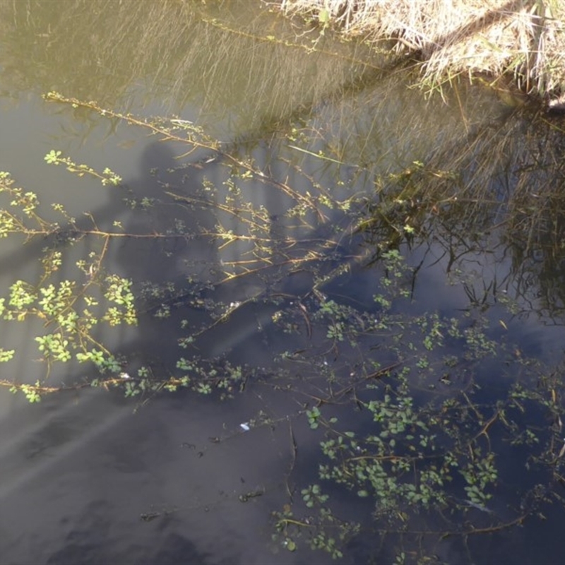 Ludwigia sp.