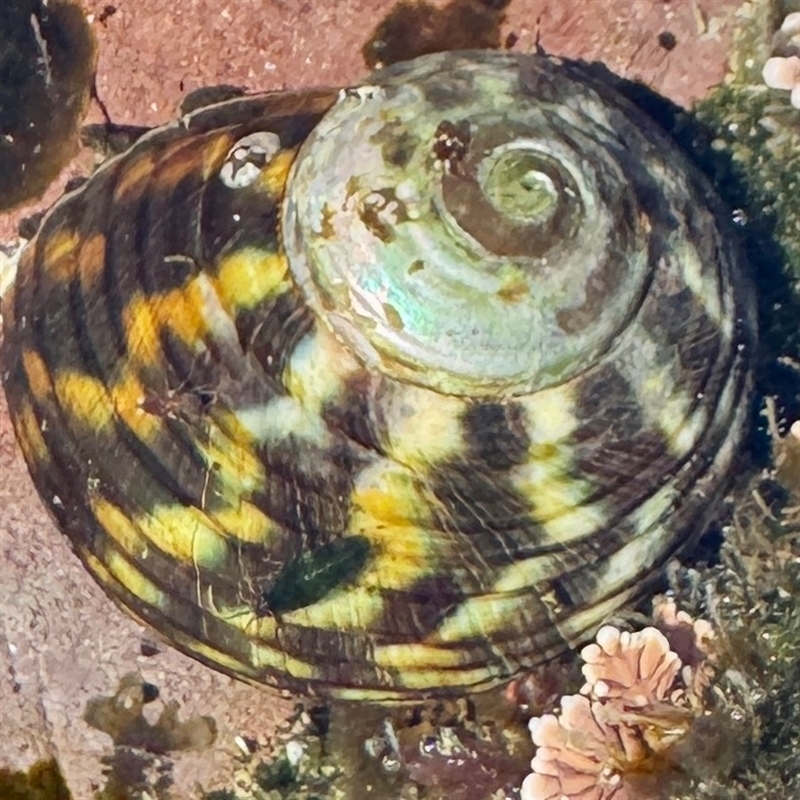 Lunella undulata