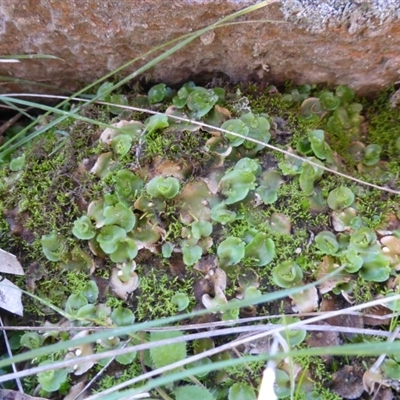 Lunularia cruciata