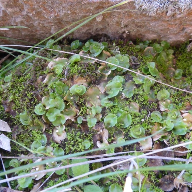 Lunularia cruciata