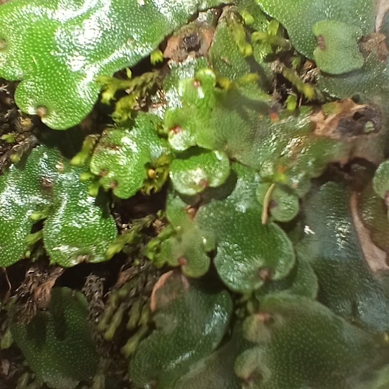 Lunularia cruciata