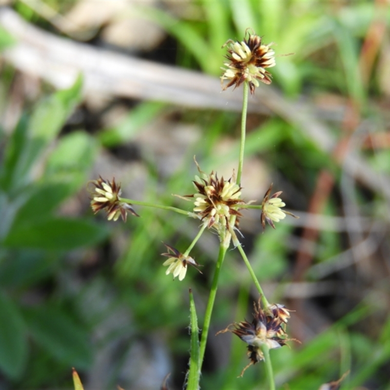 Luzula meridionalis