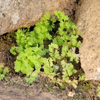 Anogramma leptophylla