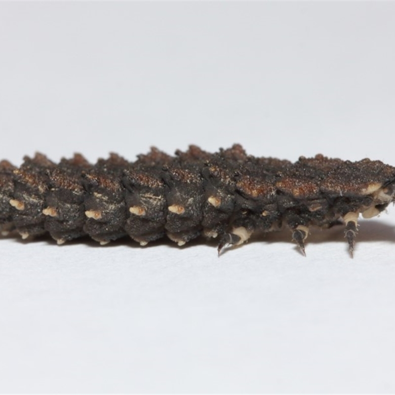 Lycidae (family)