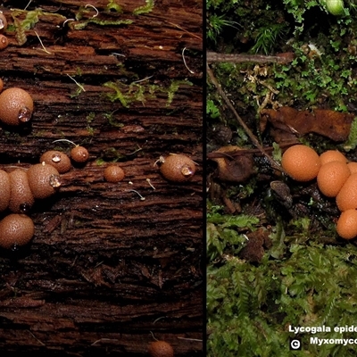 Lycogala epidendrum