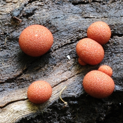 Lycogala epidendrum