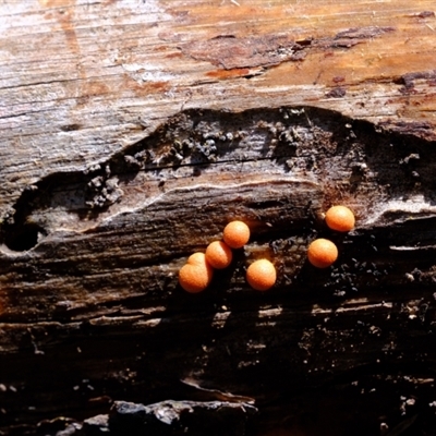 Lycogala epidendrum (Group)