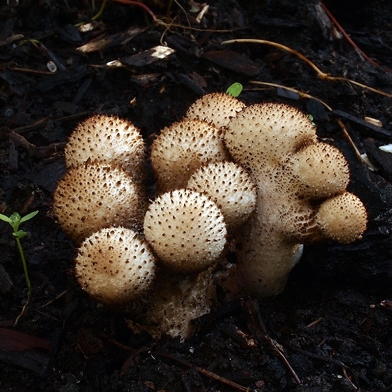 Lycoperdon perlatum