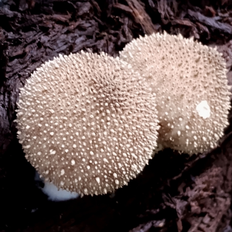 Lycoperdon pyriforme