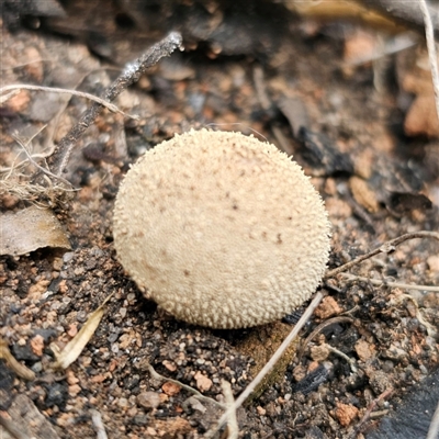 Lycoperdon sp.