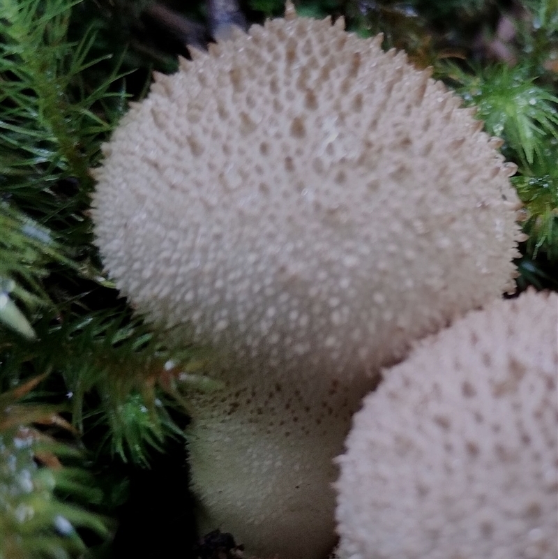 Lycoperdon sp.