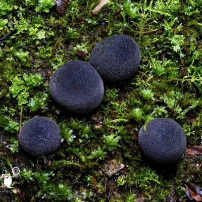 Lycoperdon subincarnatum