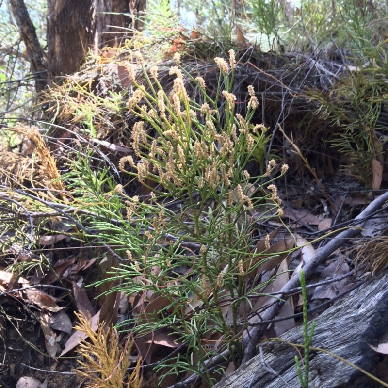 Pseudolycopodium densum