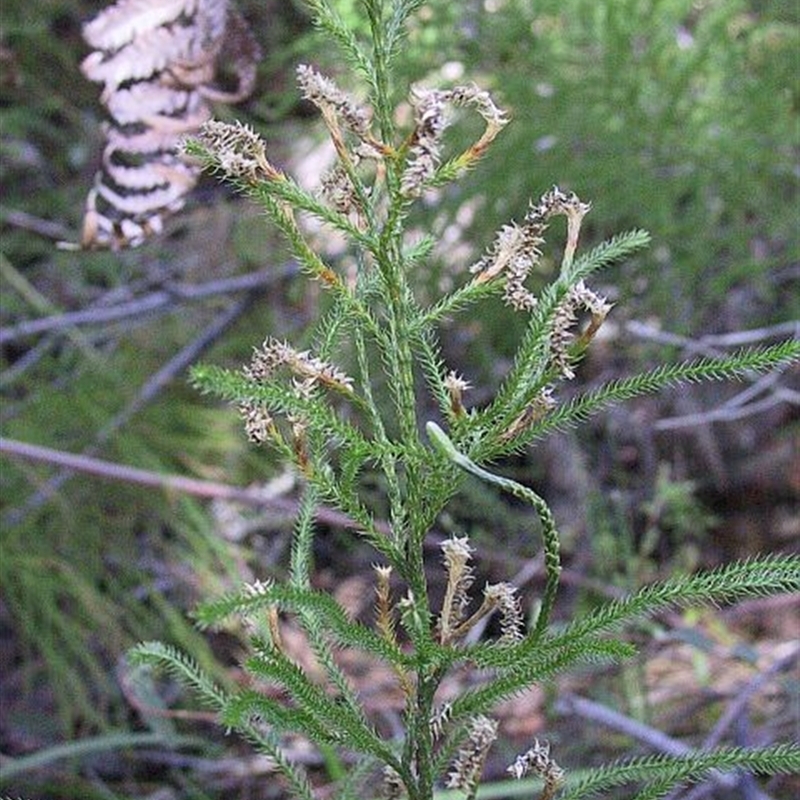 Pseudolycopodium densum