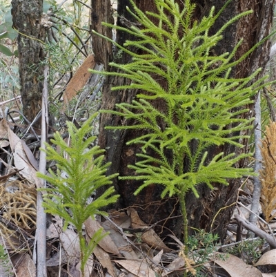 Lycopodium fastigiatum