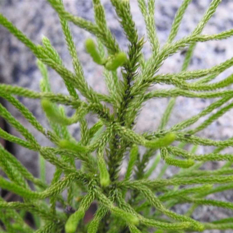 Austrolycopodium fastigiatum