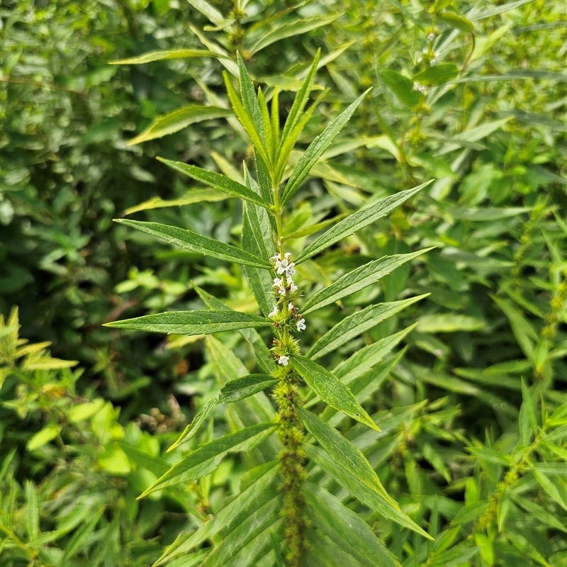 Lycopus australis