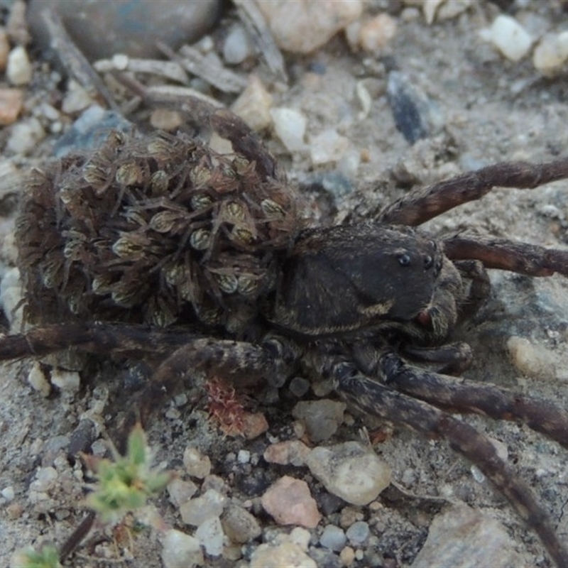 Female with babies