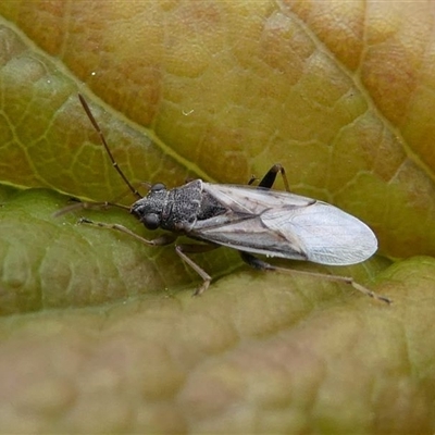 Lygaeidae (family)