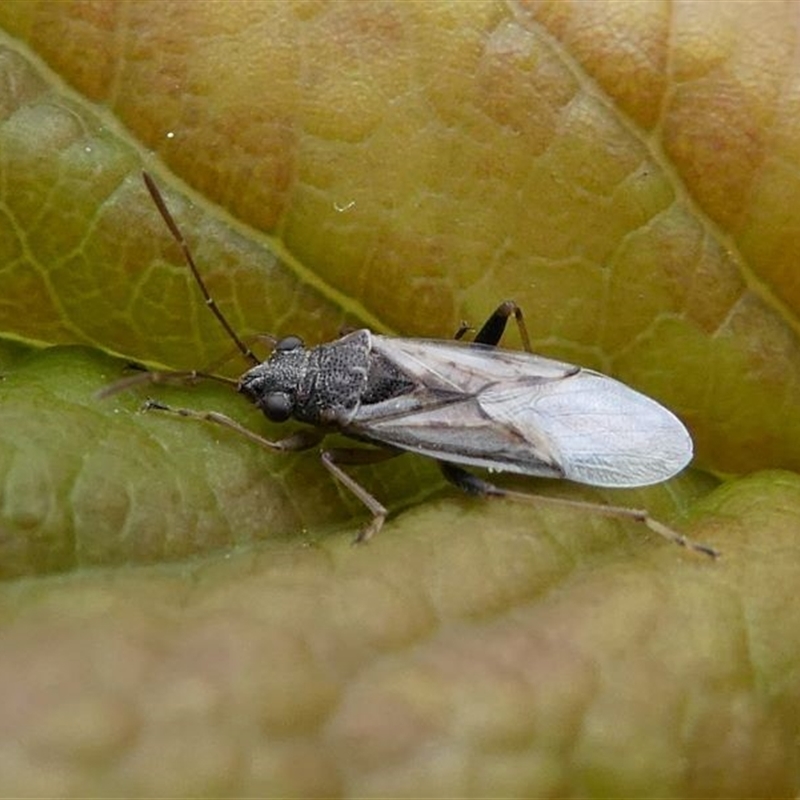 Lygaeidae (family)