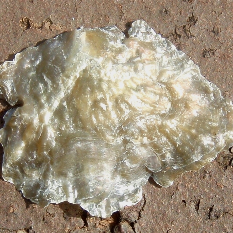 Anomia trigonopsis