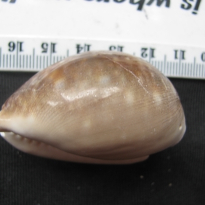 Lyncina vitellus