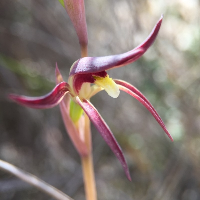 Lyperanthus suaveolens