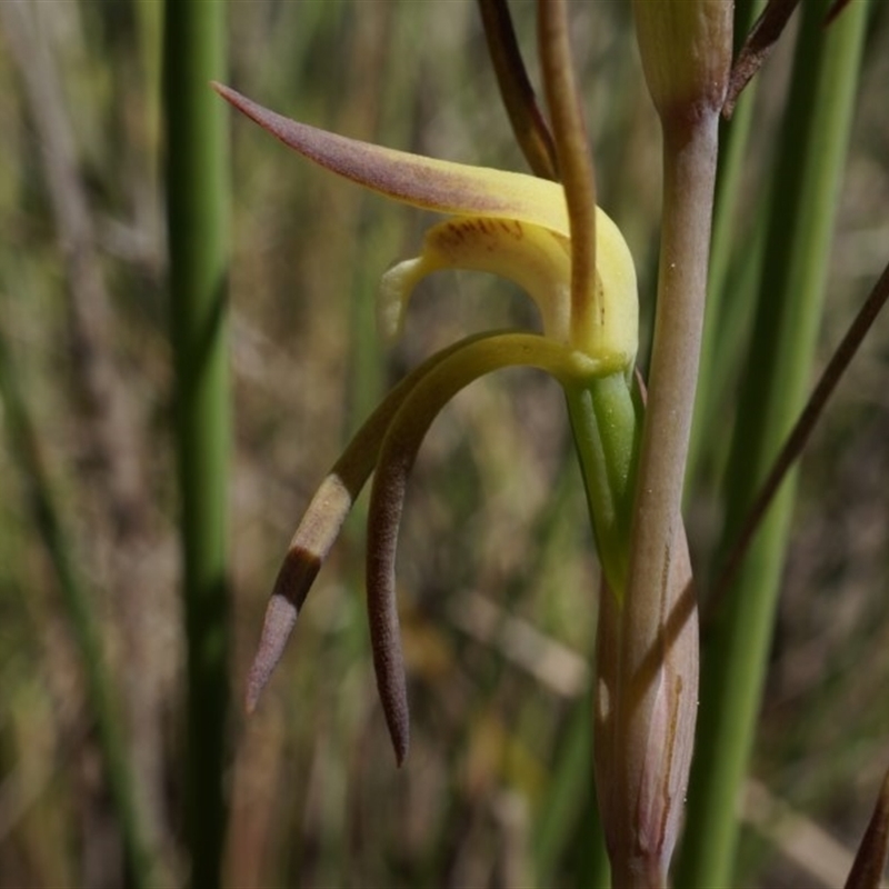 Lyperanthus suaveolens