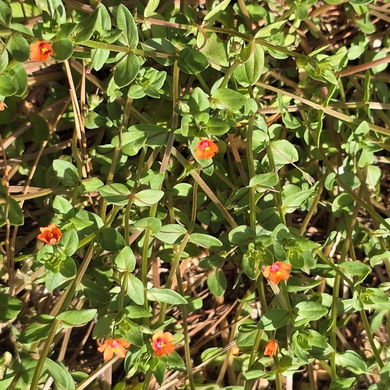 Lysimachia arvensis