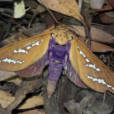 Abantiades hyalinatus