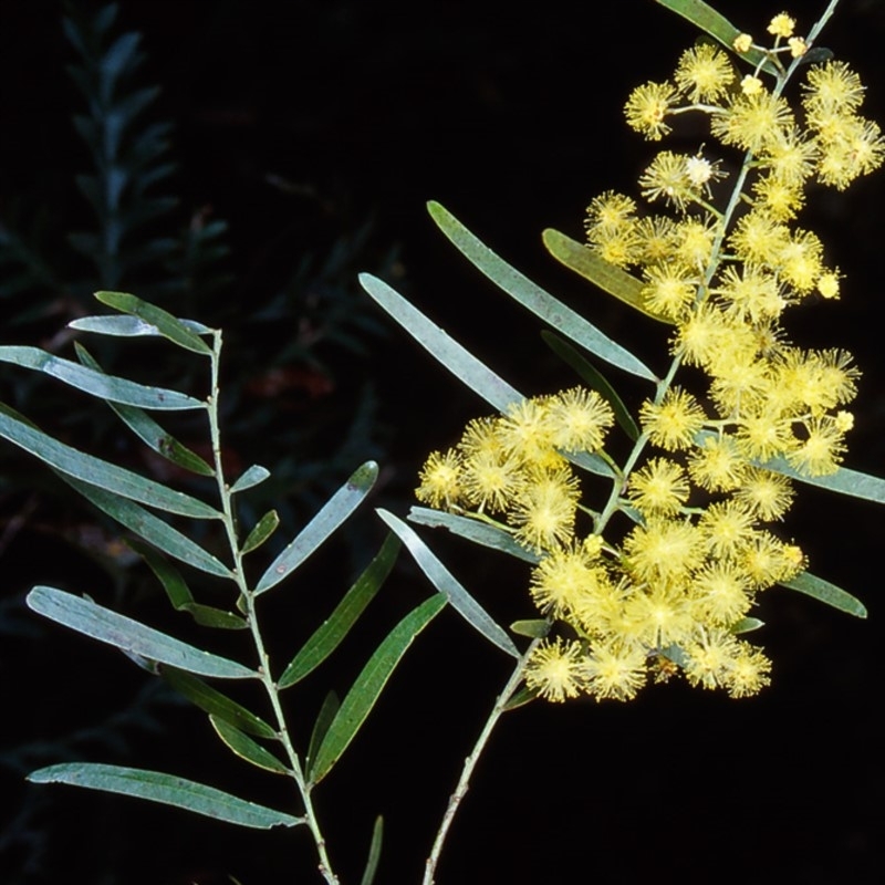 Acacia fimbriata