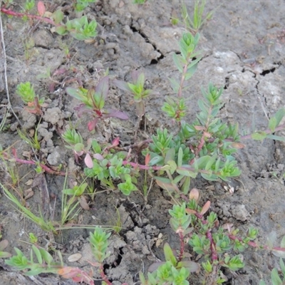 Lythrum hyssopifolia