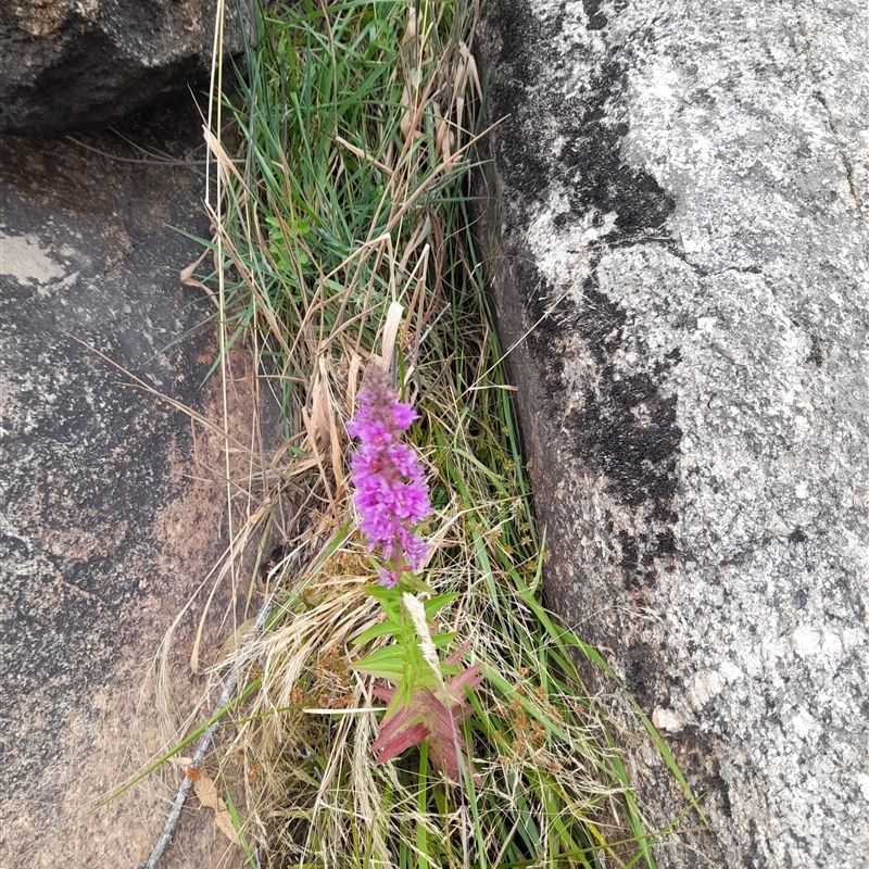 Lythrum salicaria