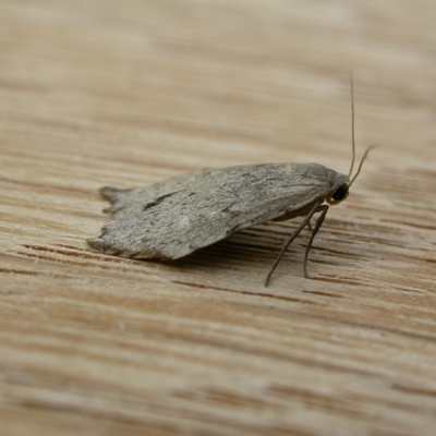 Macaduma toxophora