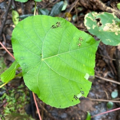 Macaranga tanarius