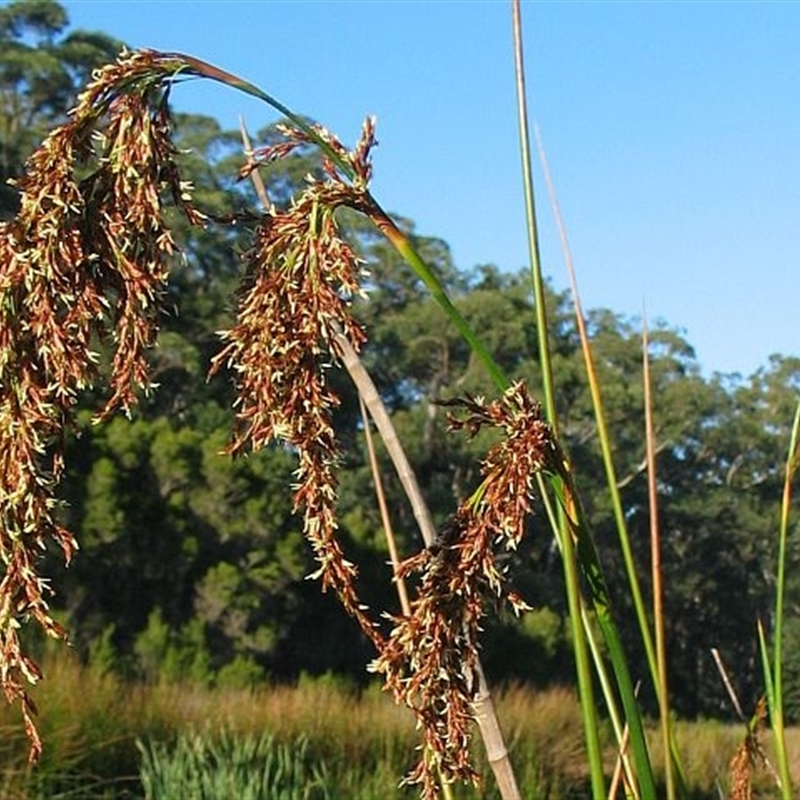 Machaerina articulata