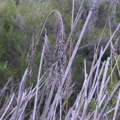 Machaerina articulata