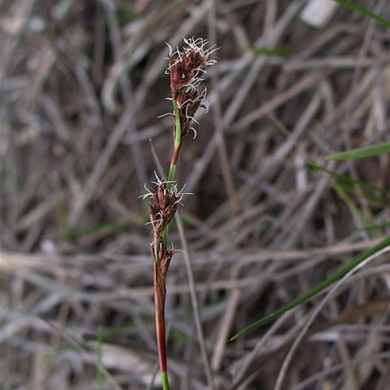 Machaerina rubiginosa