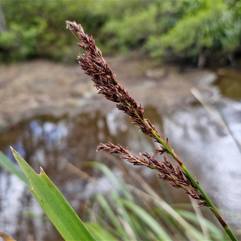 Machaerina tetragona