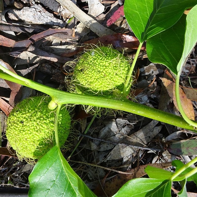 Maclura pomifera