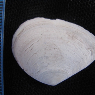 Macomona deltoidalis