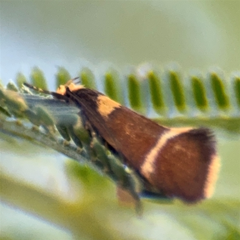 Macrobathra (genus)