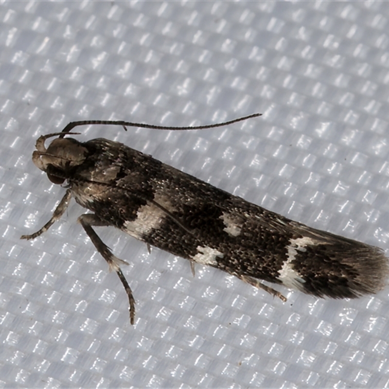 Macrobathra baliomitra