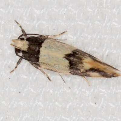 Macrobathra hamaxitodes