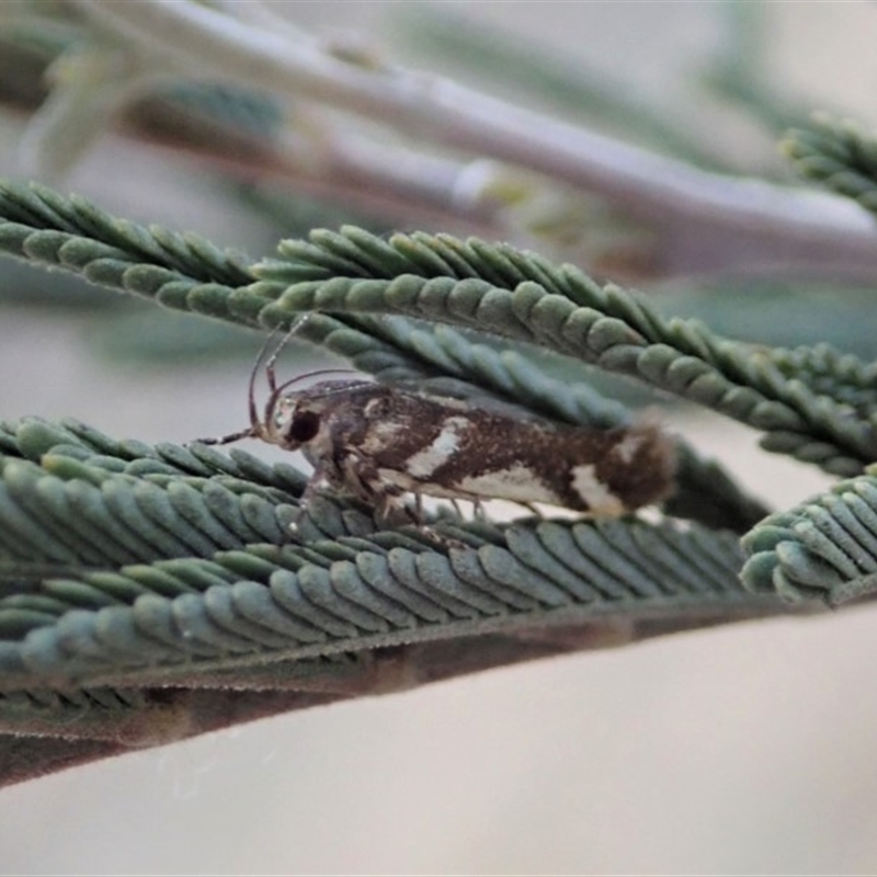 Macrobathra heminephela