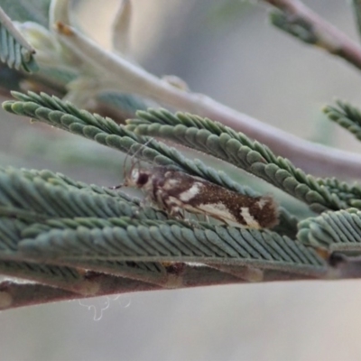 Macrobathra heminephela