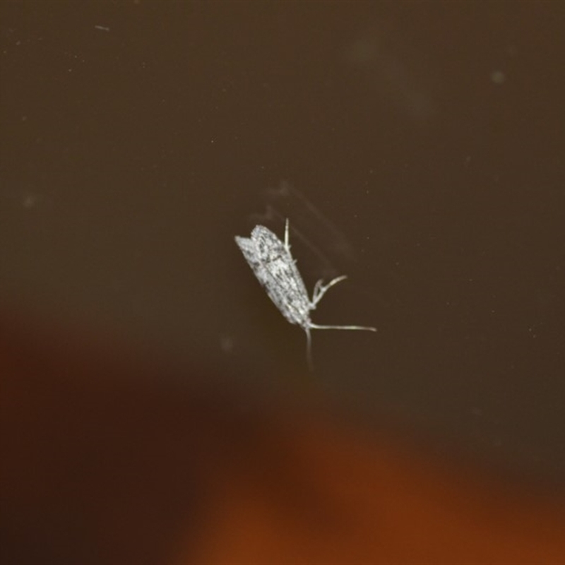 Anomozancla scopariella