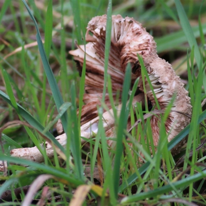 Macrolepiota clelandii